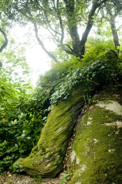 natur
