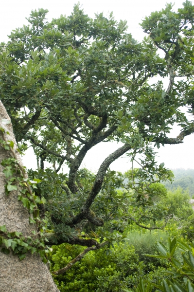 natur