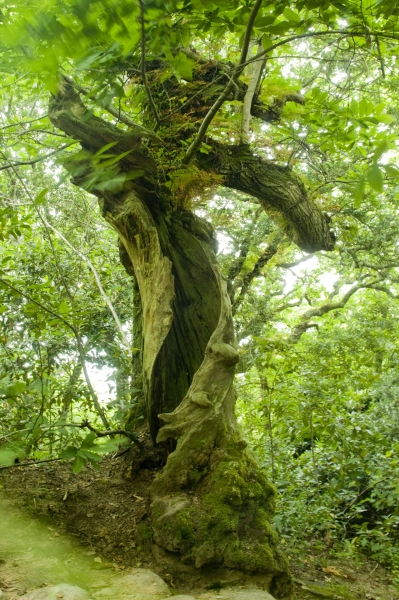 natur
